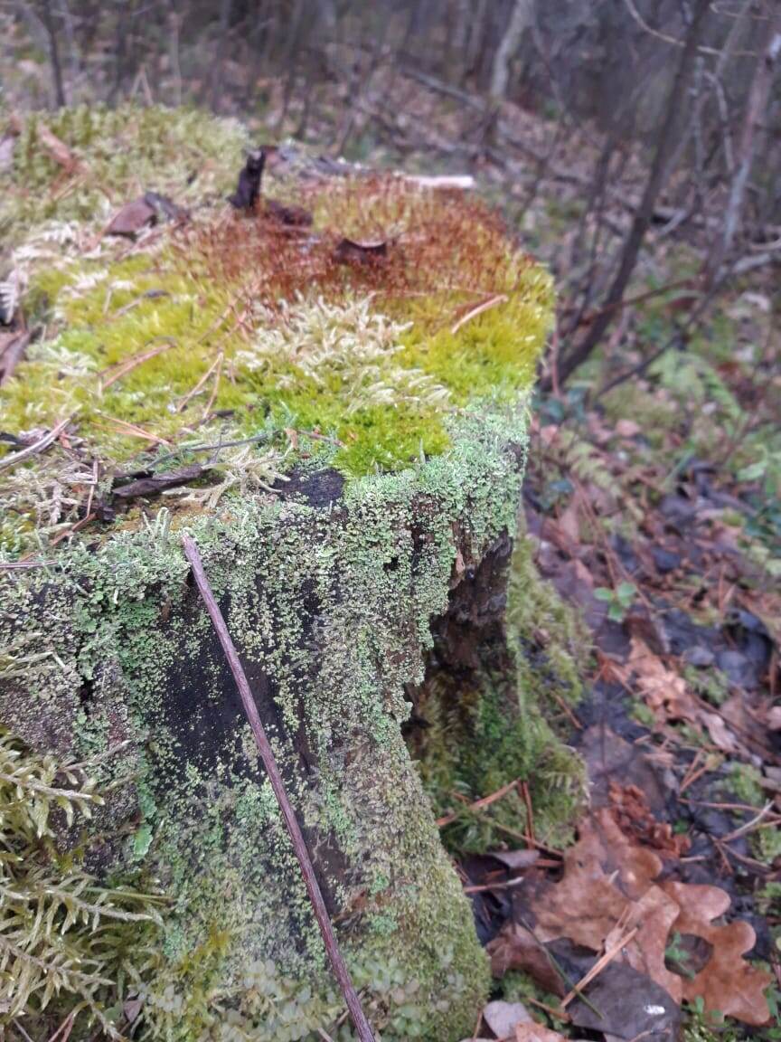 Мох на пеньке