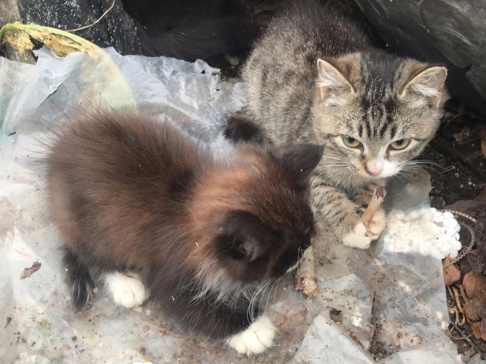 Котята от голода грызли куриные кости