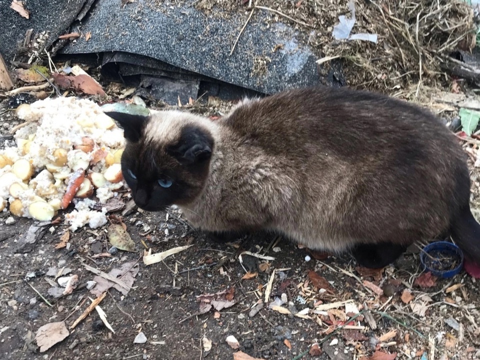 Мама котят чудом выжила, прячась в мусорных баках