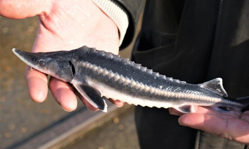    Фото пресс-службы администрации Краснодарского края