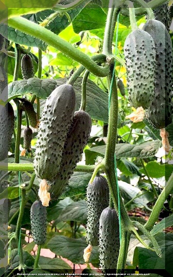 https://vk.com/photo-159774511_457268276. Огурец "Стандарт 2000 F1"