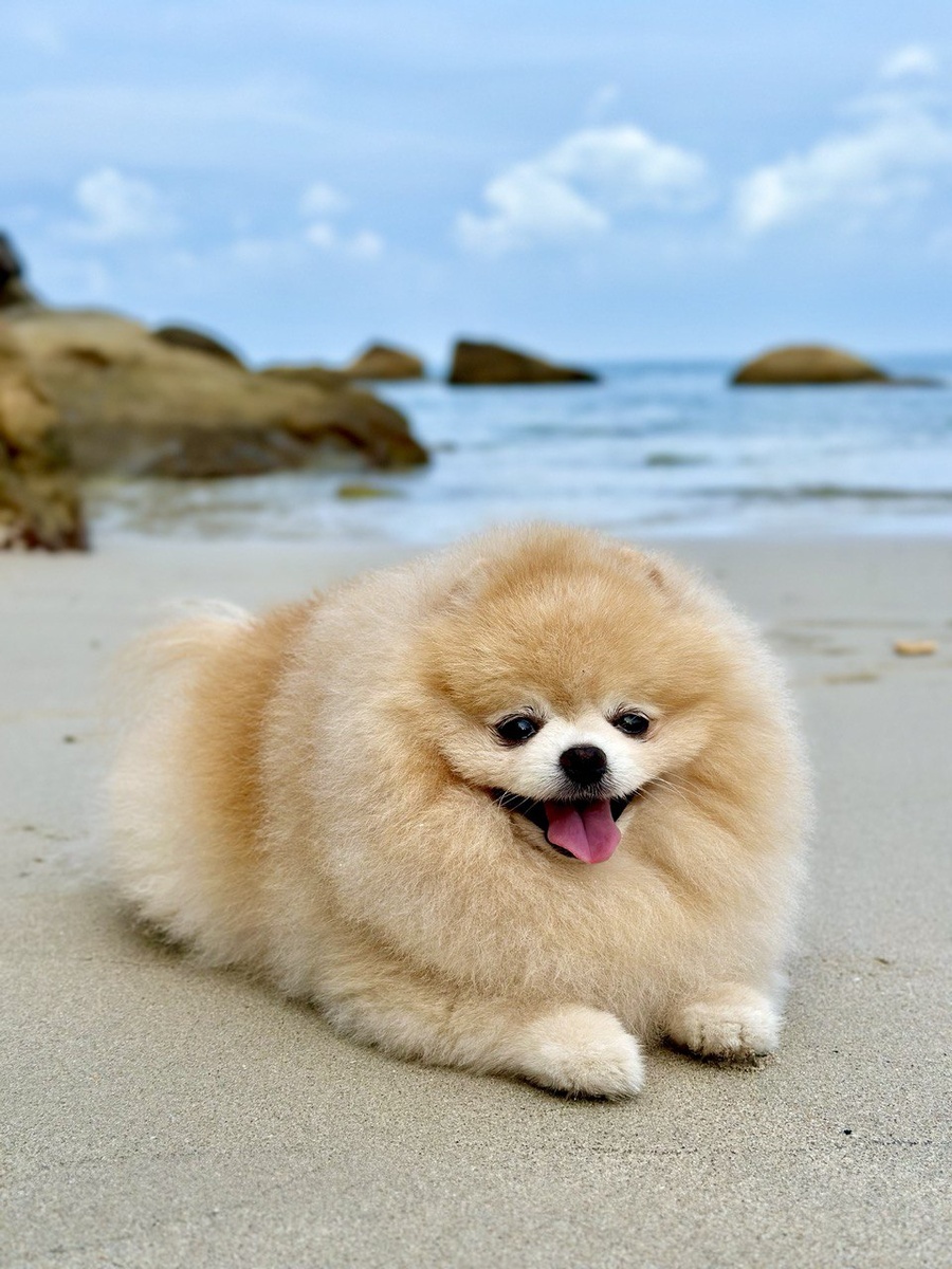 Наш померашка Пончик в Тайланде