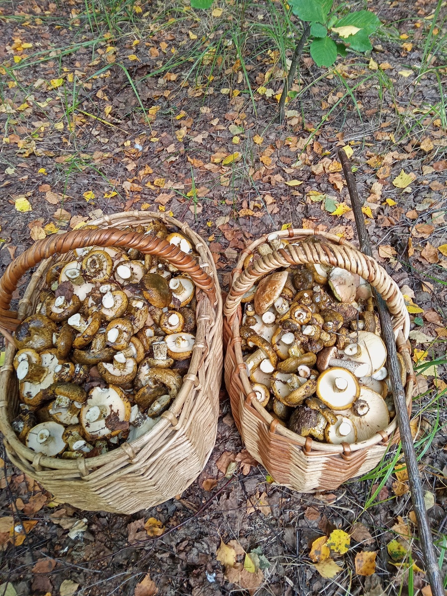 Фото Марины Соловьевой, Городецкий район, Нижегородская обл. Черный груздь такой хрустящий: Он ,конечно,настоящий! А в засолке выгнет бровь - Фиолетовая кровь!