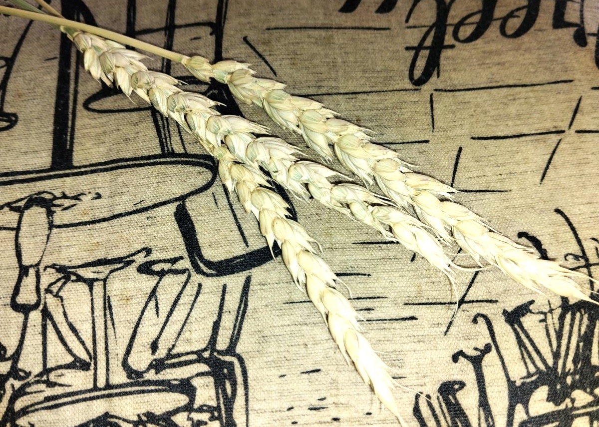 Фото: АПК Новости