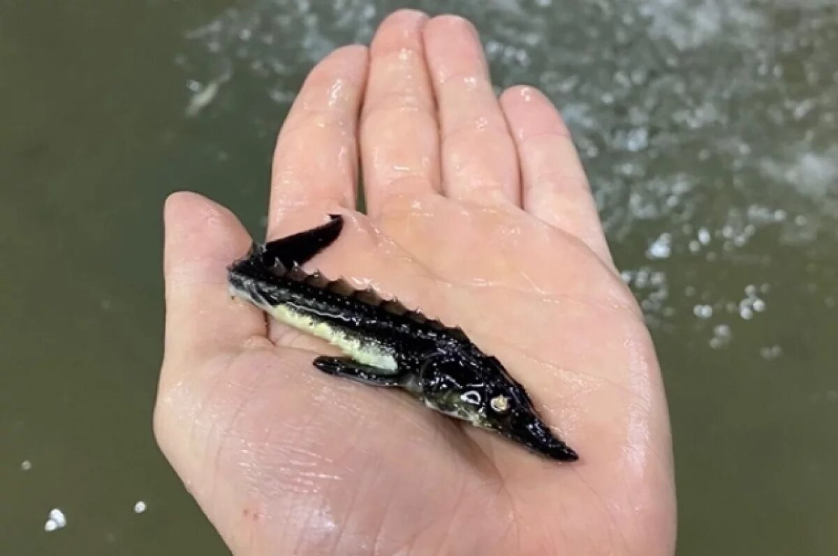    В 2024 году в кубанские водоемы выпустили около 300 тысяч краснокнижных рыб