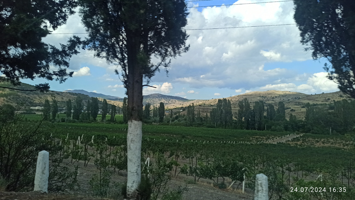 ГО Алушта. Виноградники