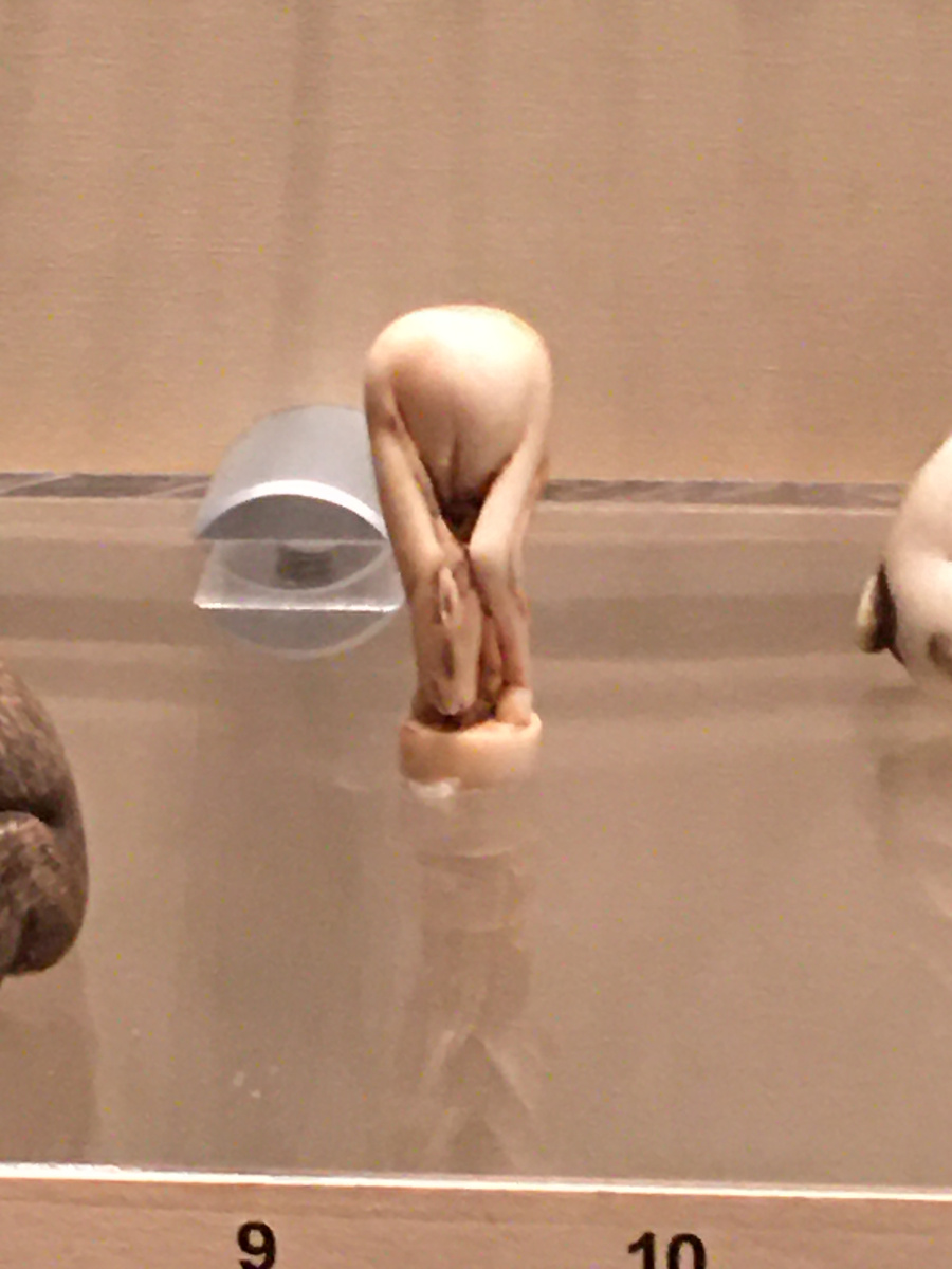 нэцкэ-лошадь 