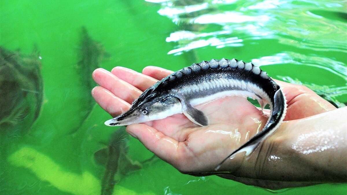    Фото: пресс-служба администрации Краснодарского края