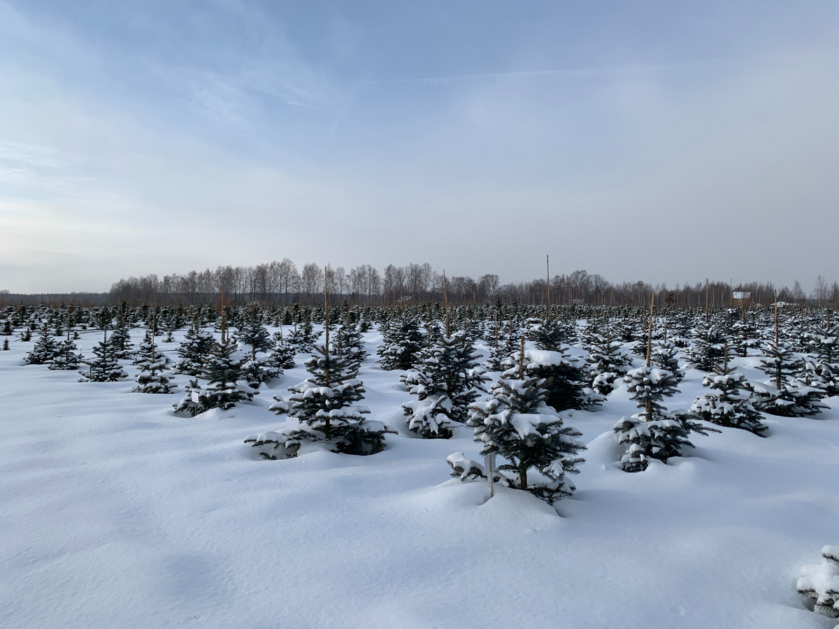 поле с Елочками в подразделении "Зубцов"