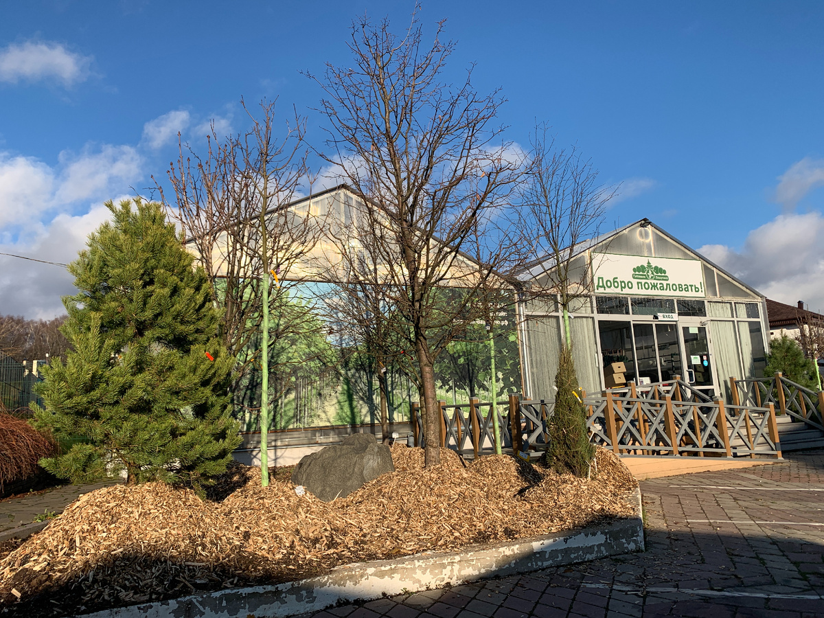 обратите внимание, что все саженцы засыпаны большим слоем опилок, чтобы в зимние морозы не повредили корневую систему и растение сохраняло свою жизнеспособность. Фото - подразделение "Химки"