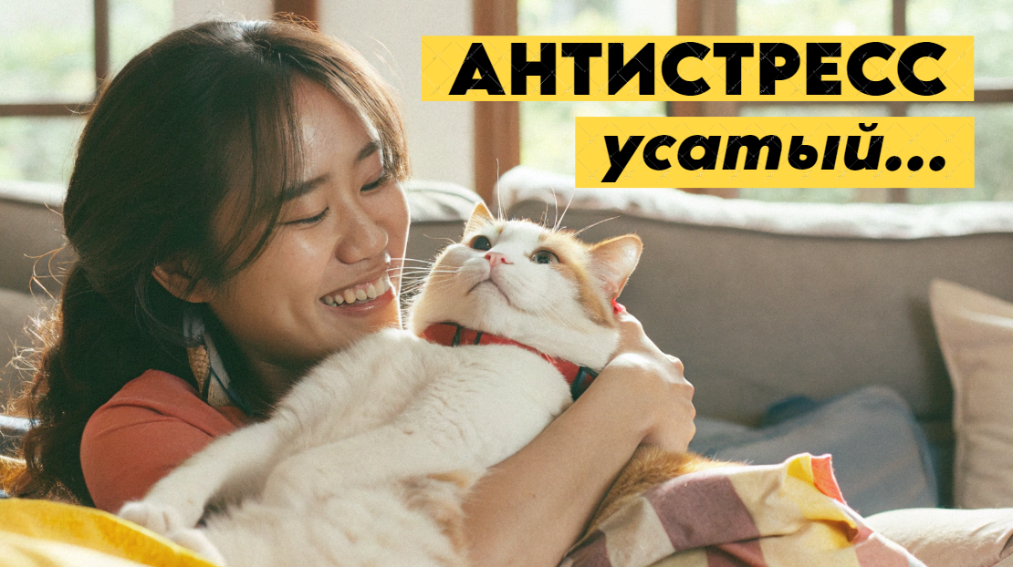 Как кошки помогают быстро избавиться от стресса и тревожности