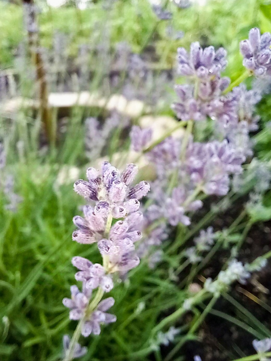 " Лаванда, горная лаванда... "