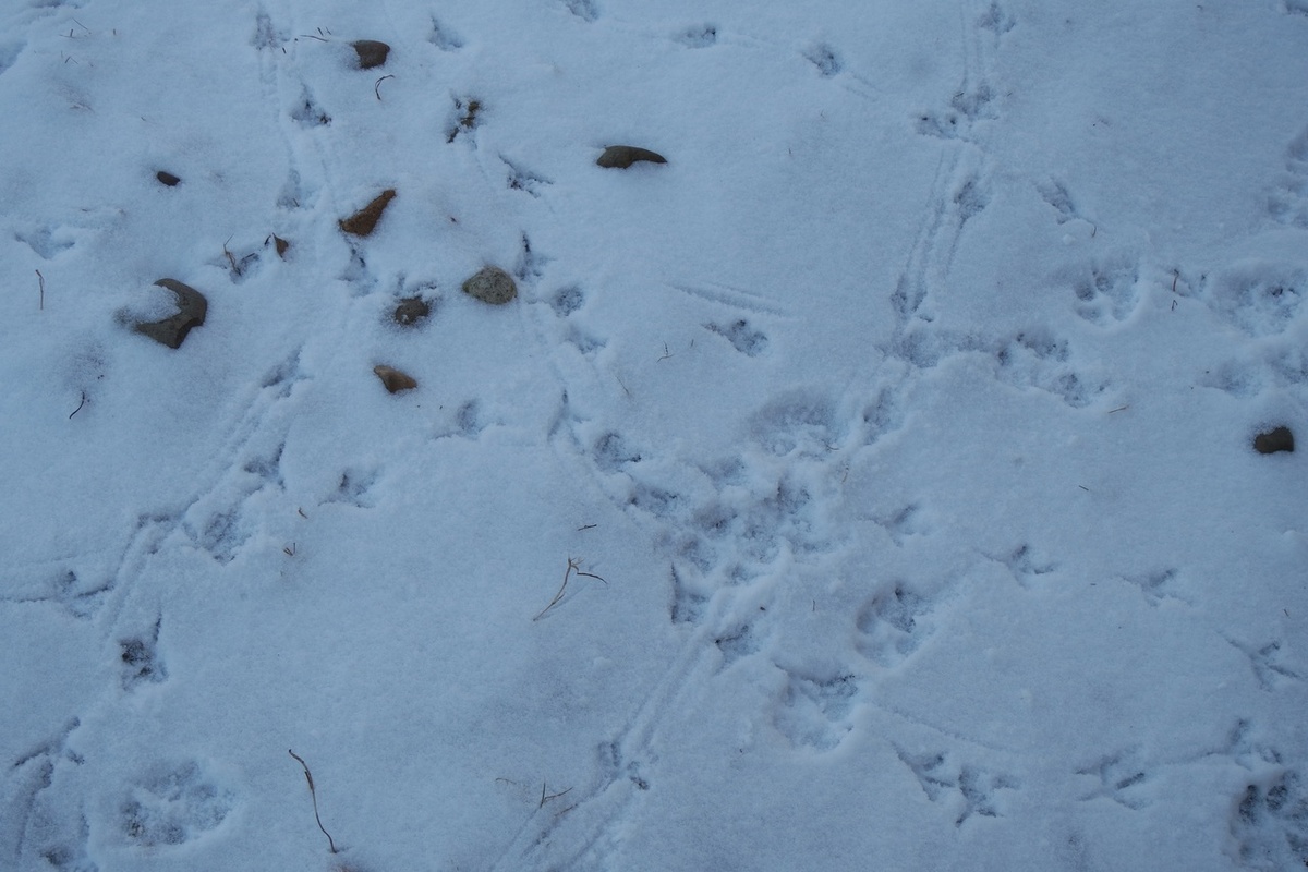 как охотник или детектив иду по следам!..