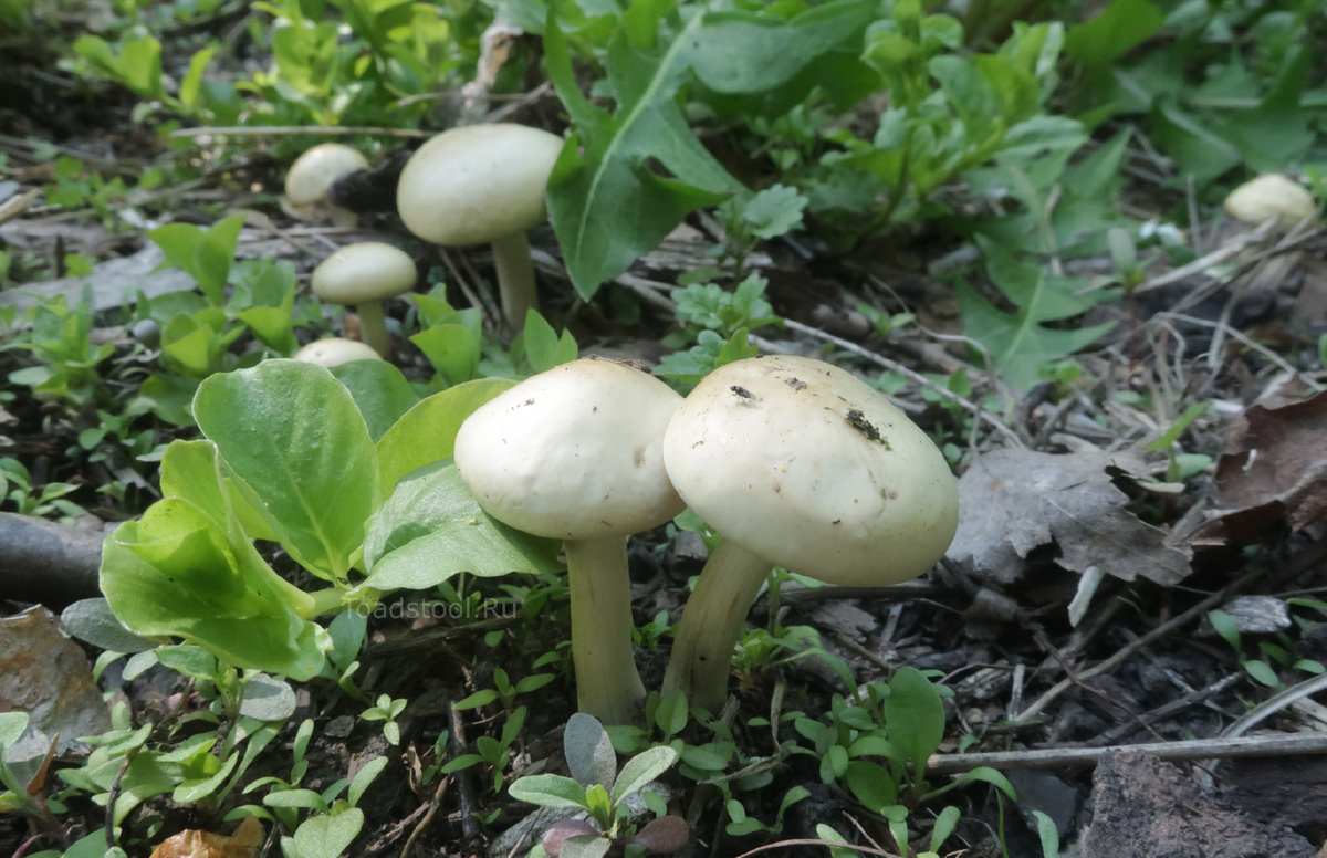 Хотя стоп. Что-то здесь не так, не пойму толком... может, это "майка"? (фото И.Лебединского)