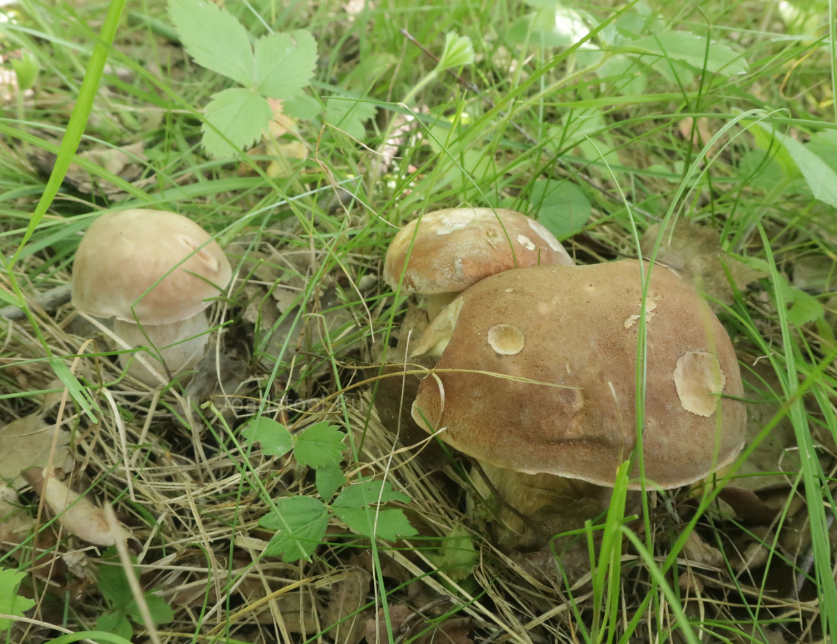 "А помнишь, как всмё начиналось?" (фото И.Лебединского)