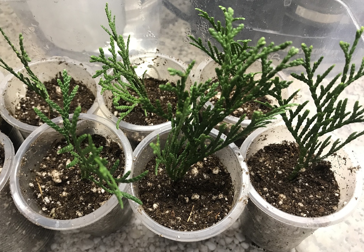 (фото автора)