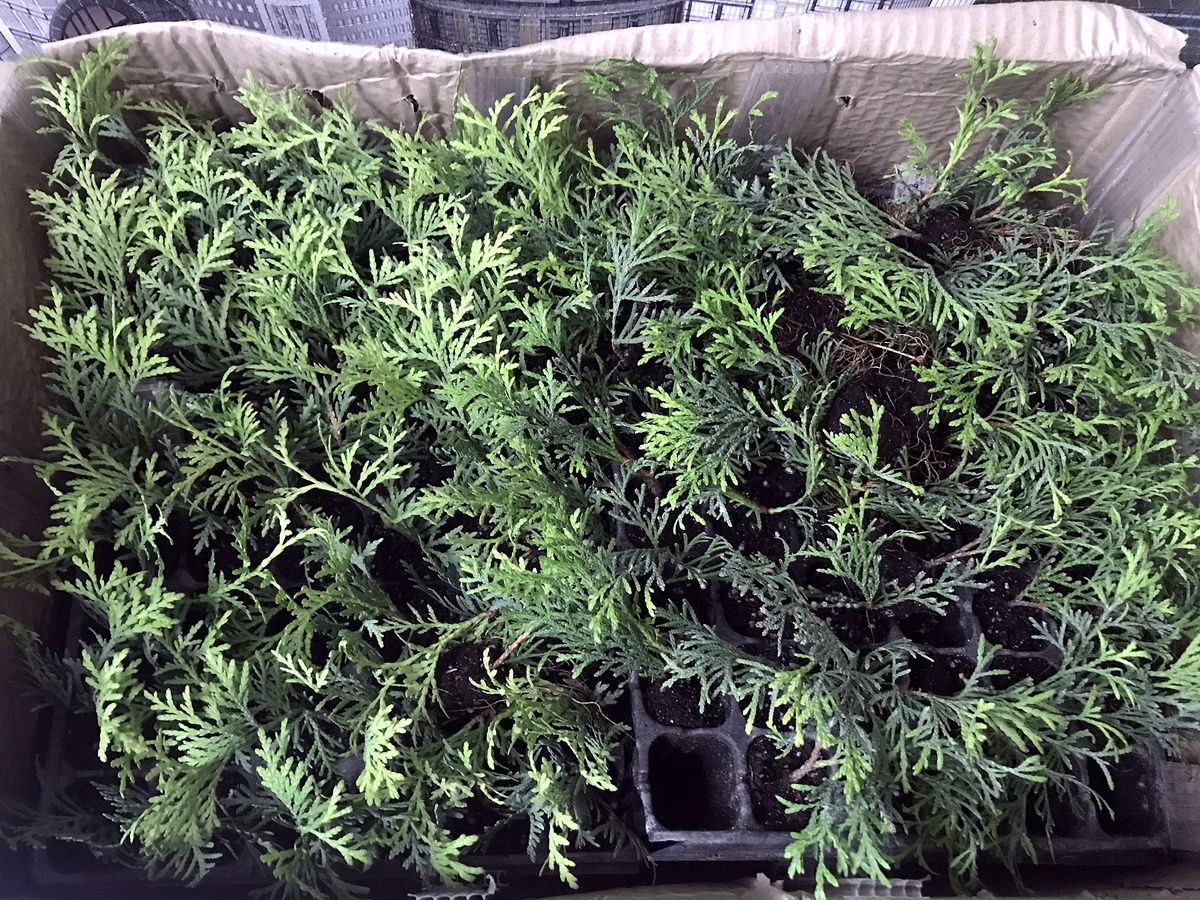 (Укорененные черенки Туи Смарагд и Даника в кассетах. Фото автора)