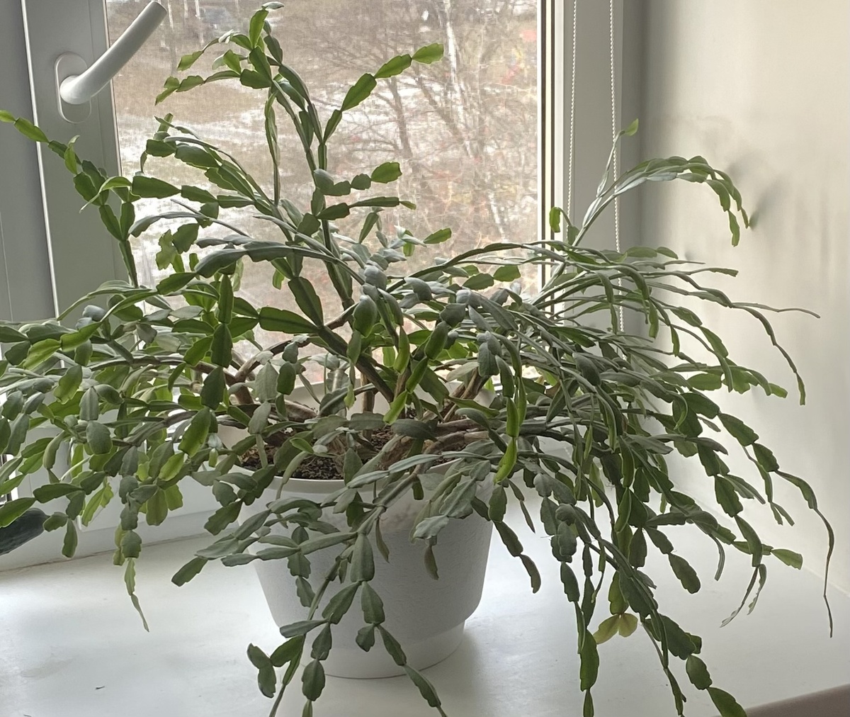 Товарищ, который не цветет