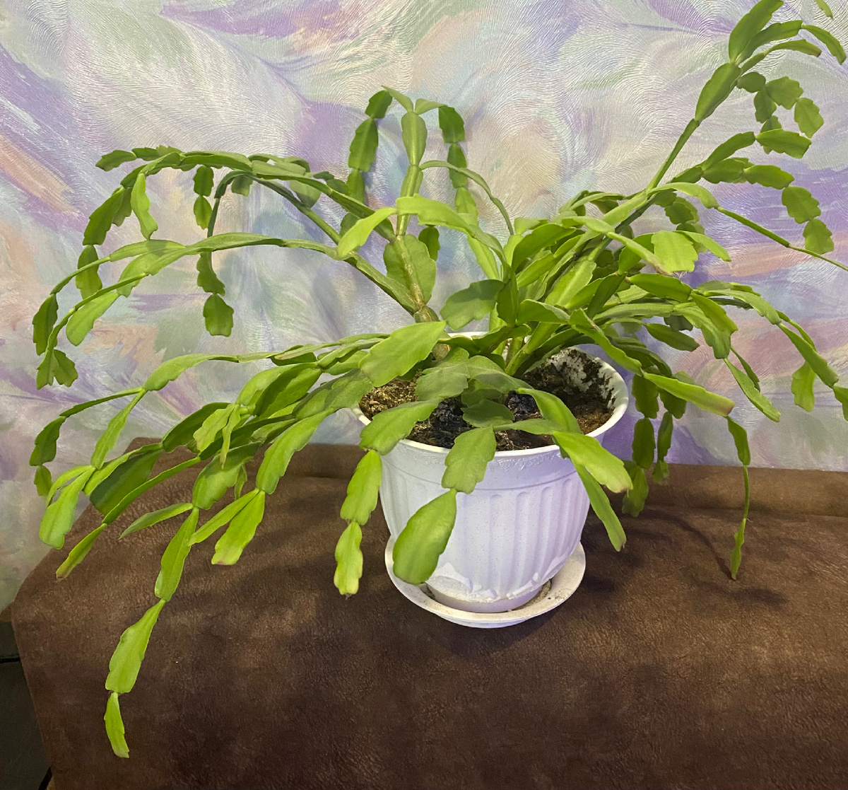 Я даже решила, что растение просто «старенькое» и посадила новый отросток🤦‍♀️