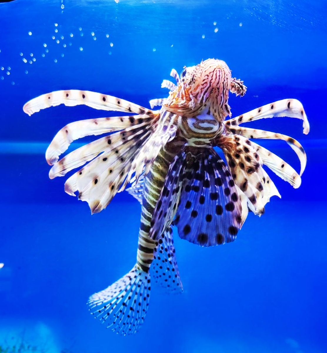 Сон про летающий экран