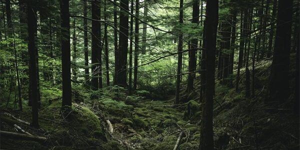    Фото Milk-Tea, unsplash.com