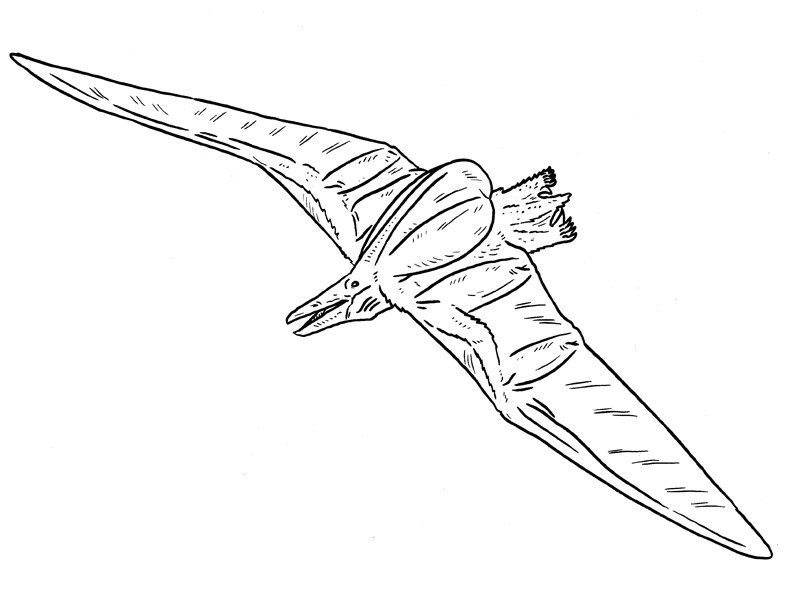 Пузырекрыл. Худ. Тим Моррис.