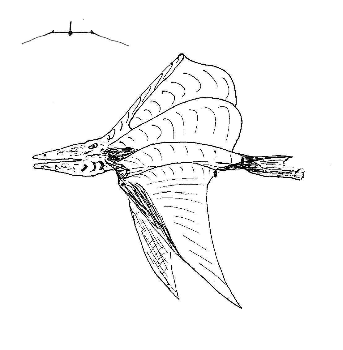 Пузырекрыл, вид сбоку. Схема в верхнем углу показывает расположение крыльев животного. Рисунок автора.