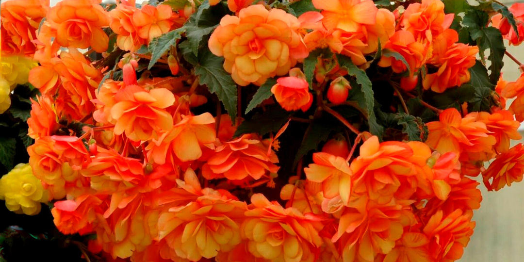 Сочные ампельники: растения, которые не заставляют смотреть в пол