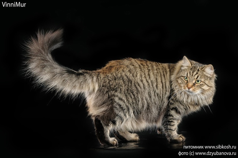 QGCH (TICA) VinniMur Justitia Augusta 