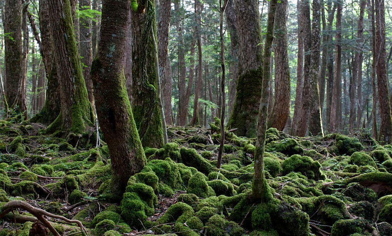 Фото из интернета