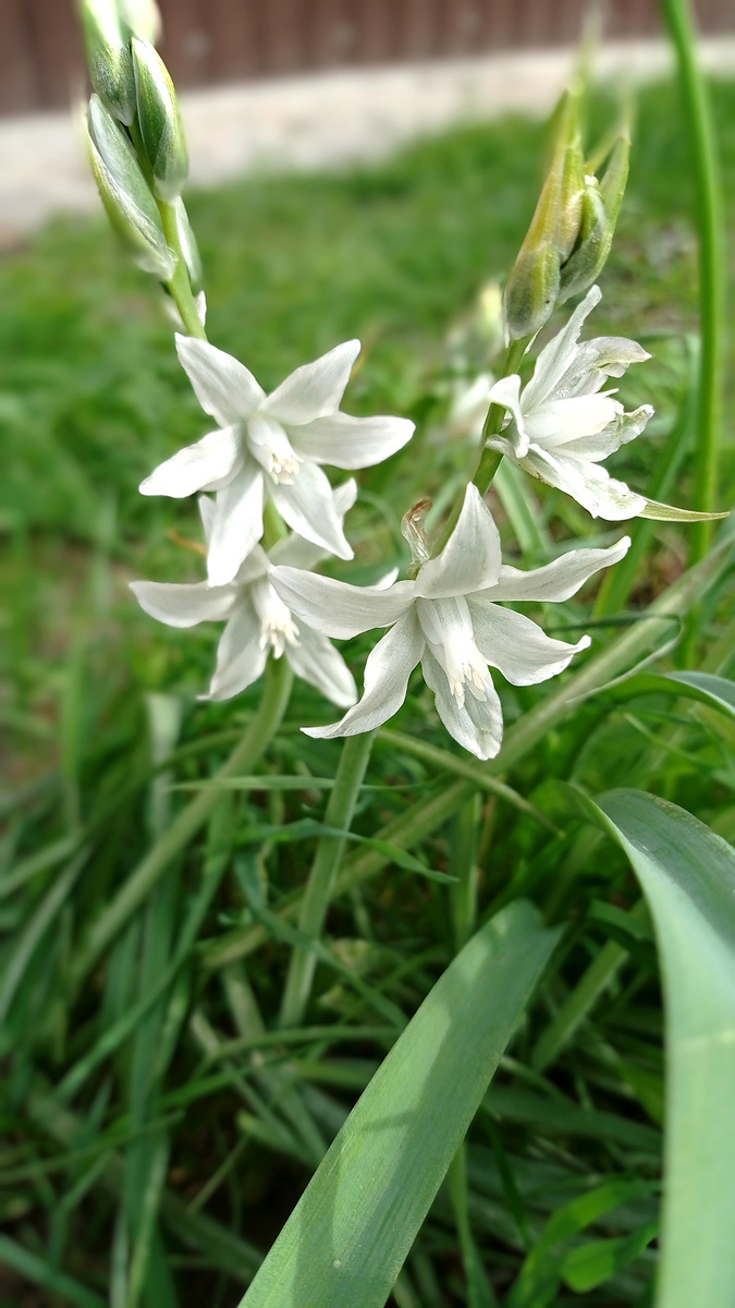 Птицемлечник