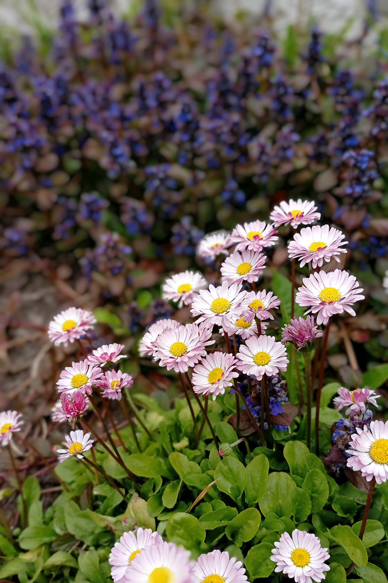 Маргаритки