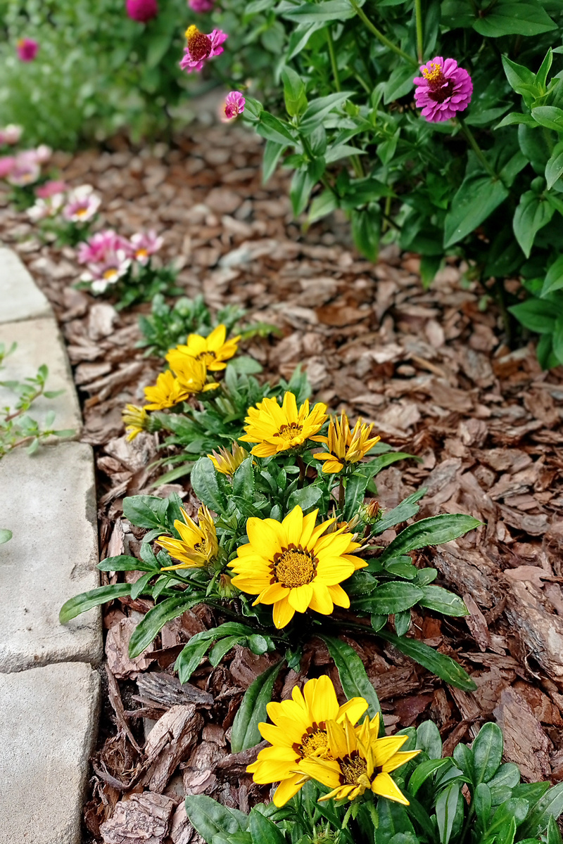 Газании и циннии