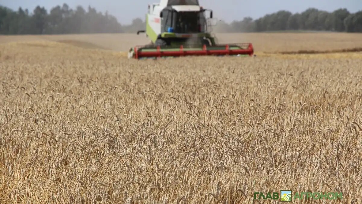 Фото:© Владимир Исаенко / Glavagronom.ru Внутренние цены на пшеницу снизились впервые за месяц