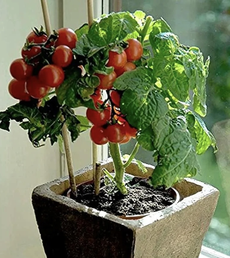 Томат Черри