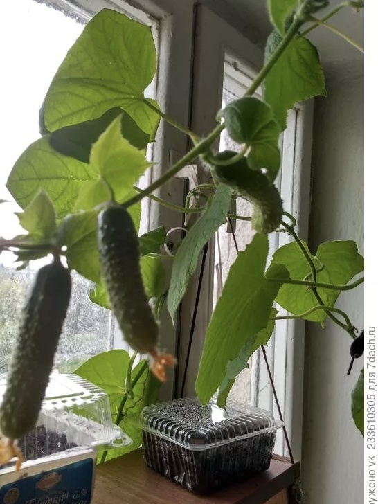 Огурец Весна