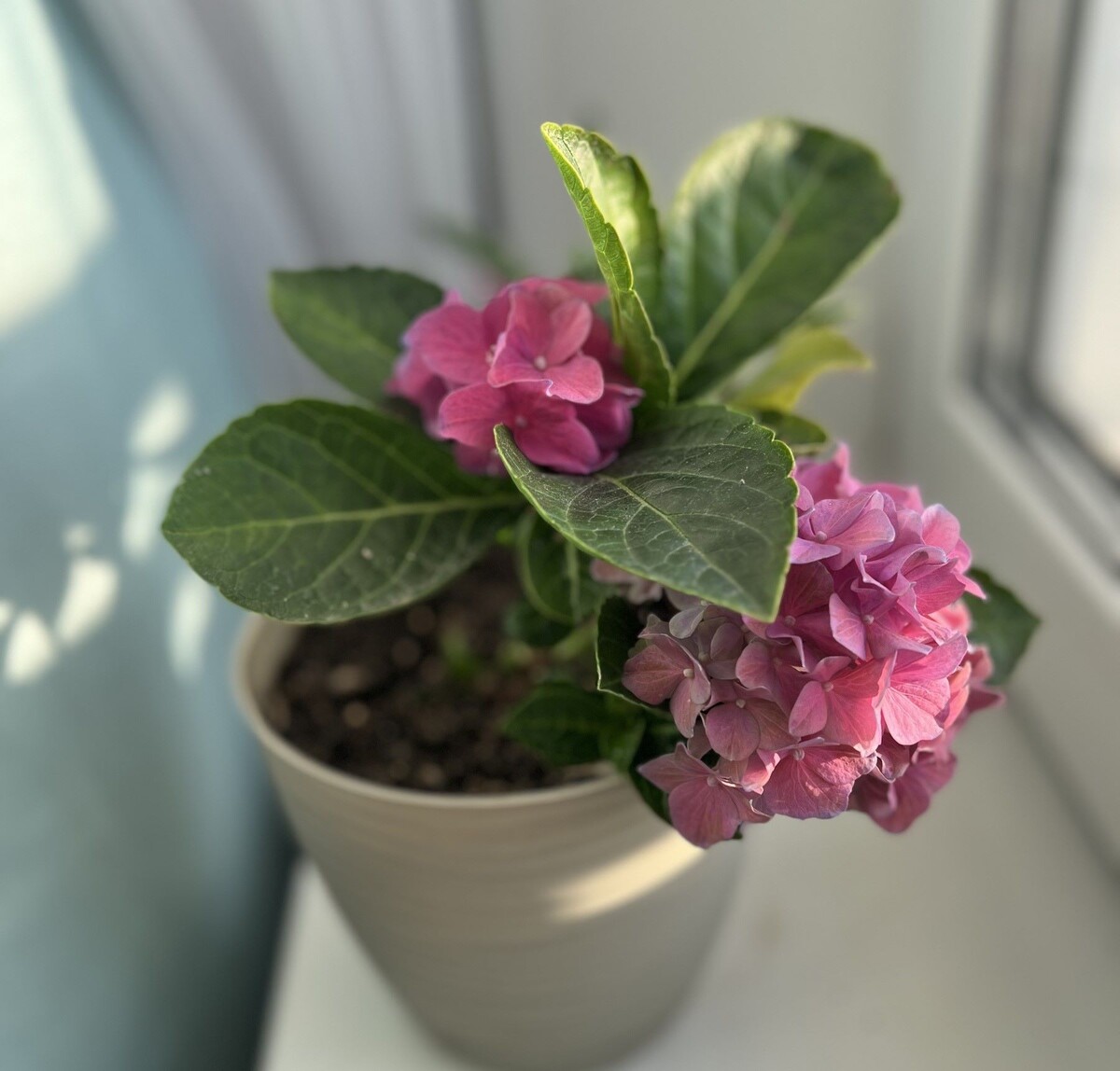 Крупнолистная гортензия Акварель