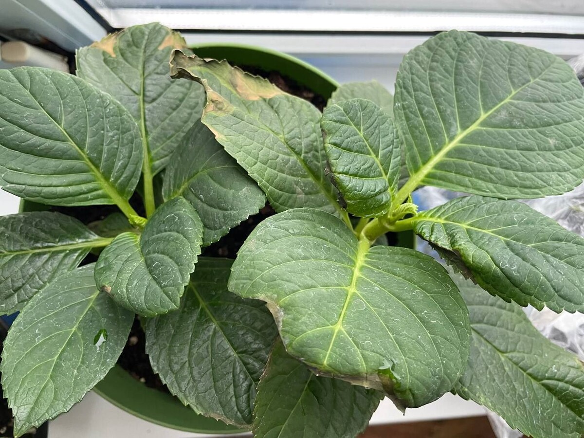 Вот моя крупнолистная гортензия-мученица, которая растет теперь дома. Тоже низкая 