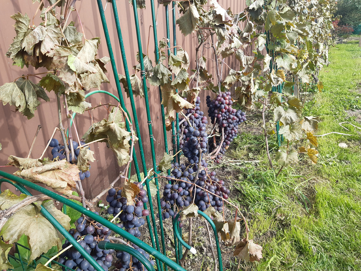 заморозок на винограде в сентябре