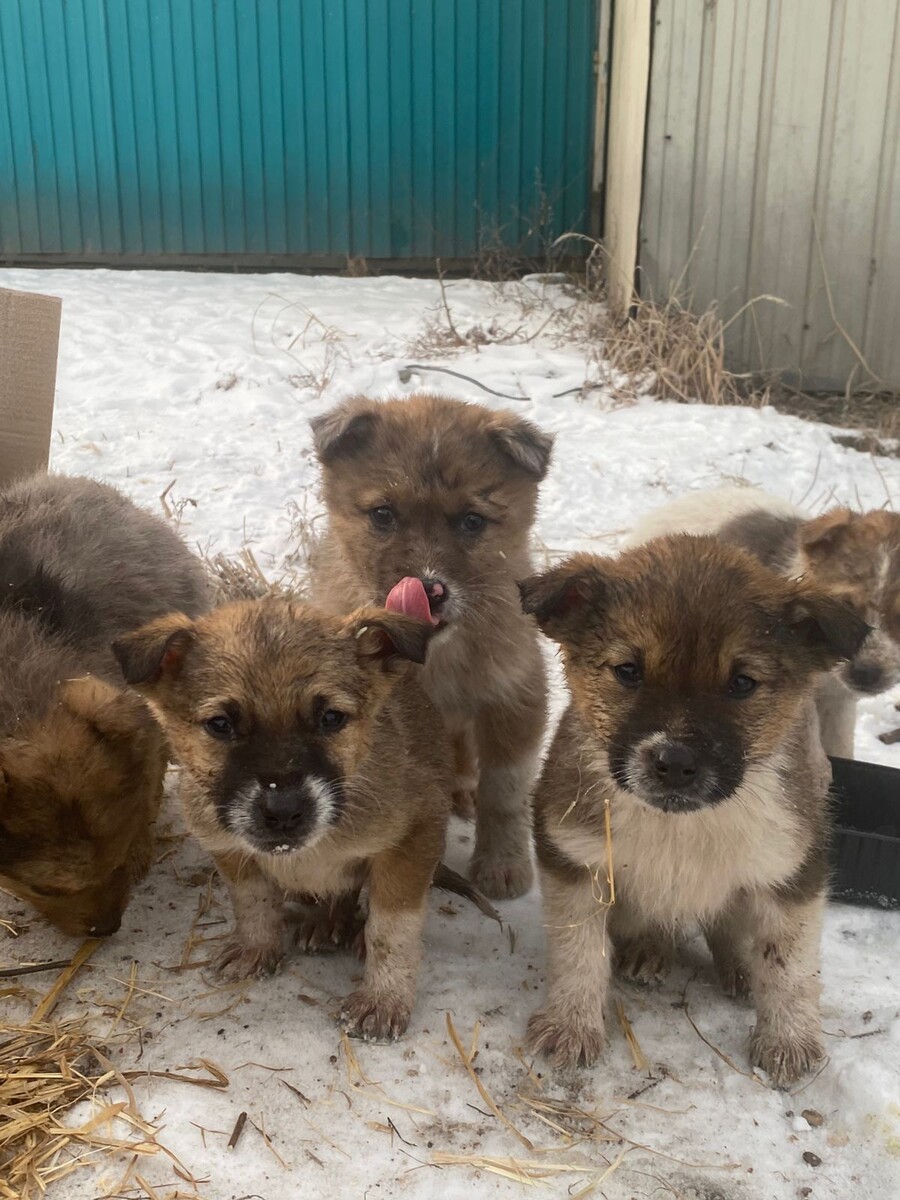 Щенки. 