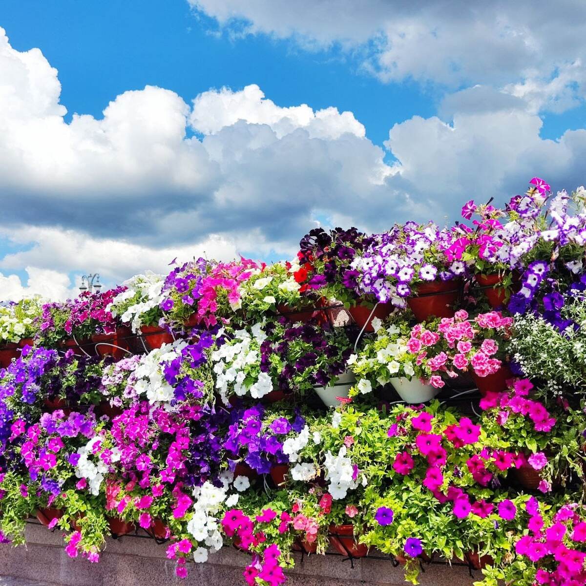 Сон про Диплом