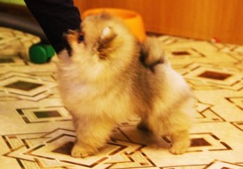 Бадди в 2 месяца - Фото, покорившее моё сердце