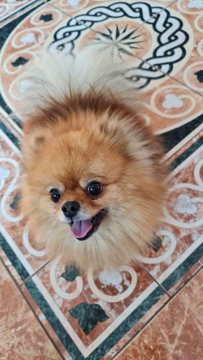 Померанский шпиц Бадди 