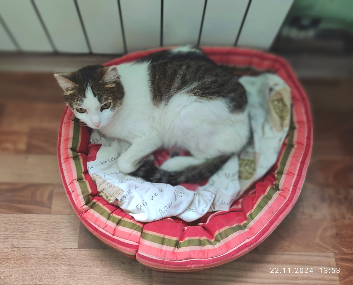 Бедненькая сиротка с помойки всем своим видом даёт понять, что жизнь у него трудна и безрадостна