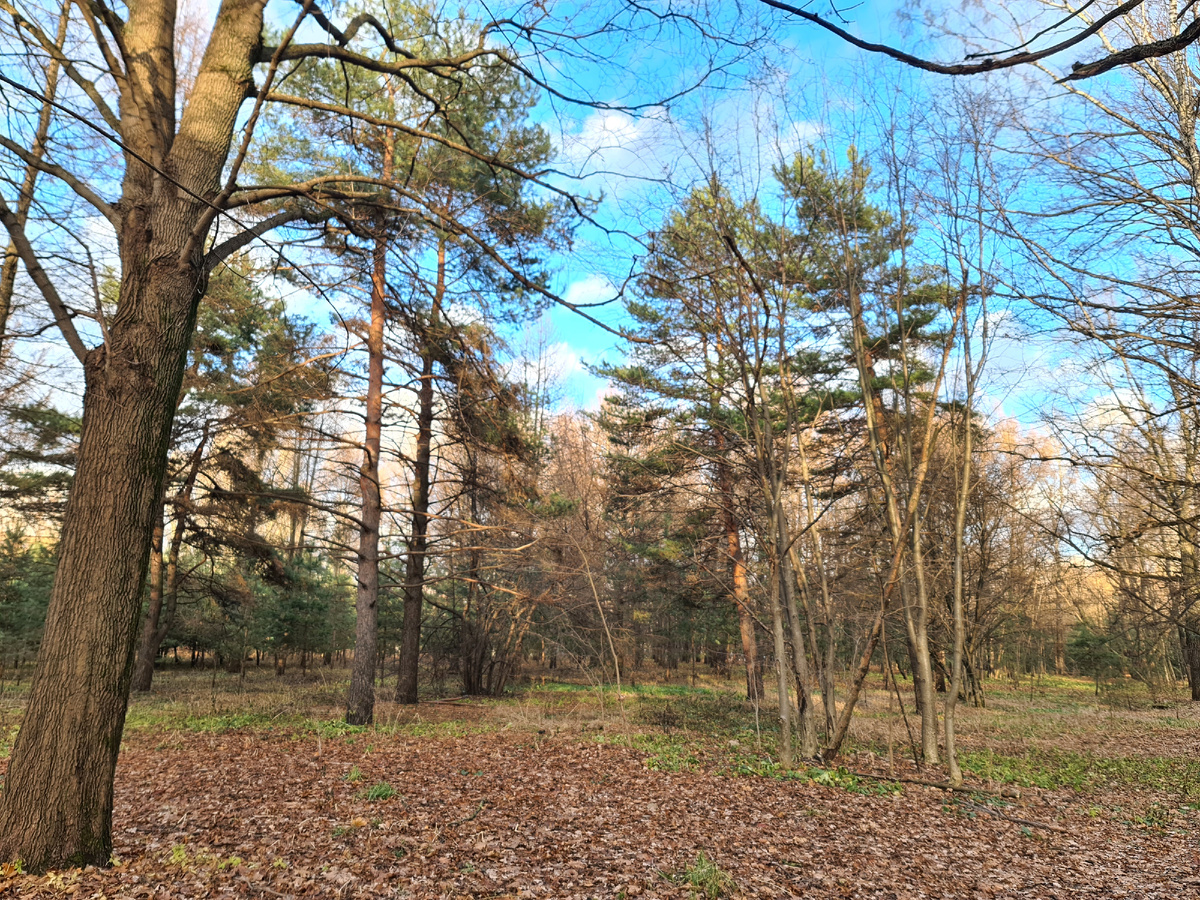 Осенний лес, фото автора