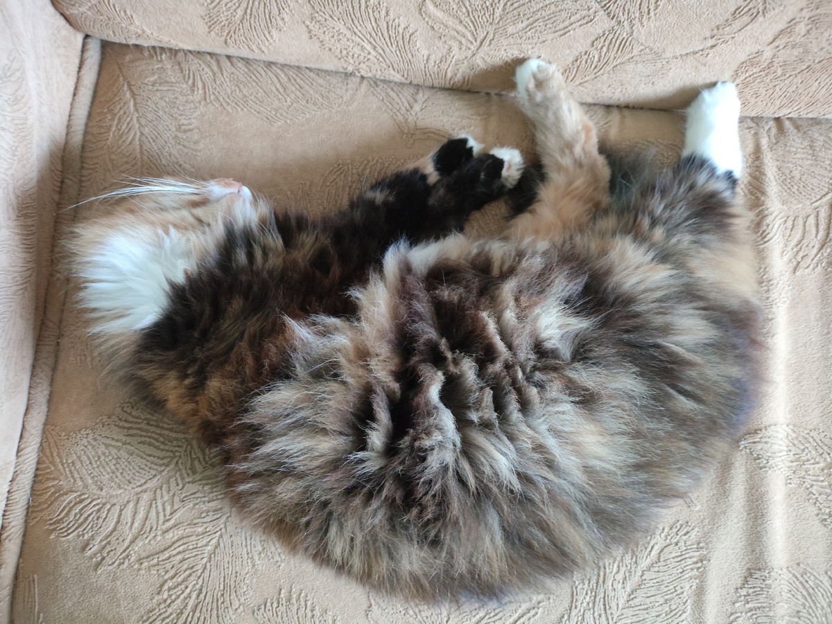 Муха спит, она устала )))