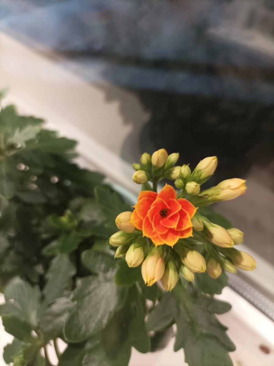 Оранжевый каланхоэ 