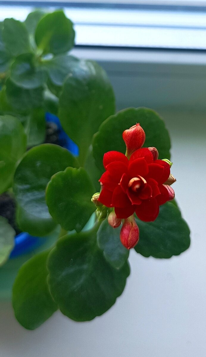 Бордовый каланхоэ 