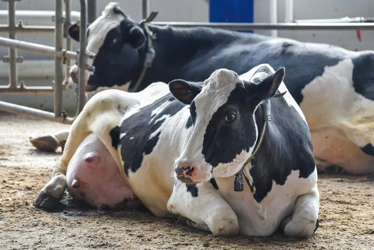 России нужно дополнительно более 3 млн крупного рогатого скота, заявил депутат Владимир Кашин
Фото: Эдуард Корниенко © URA.RU