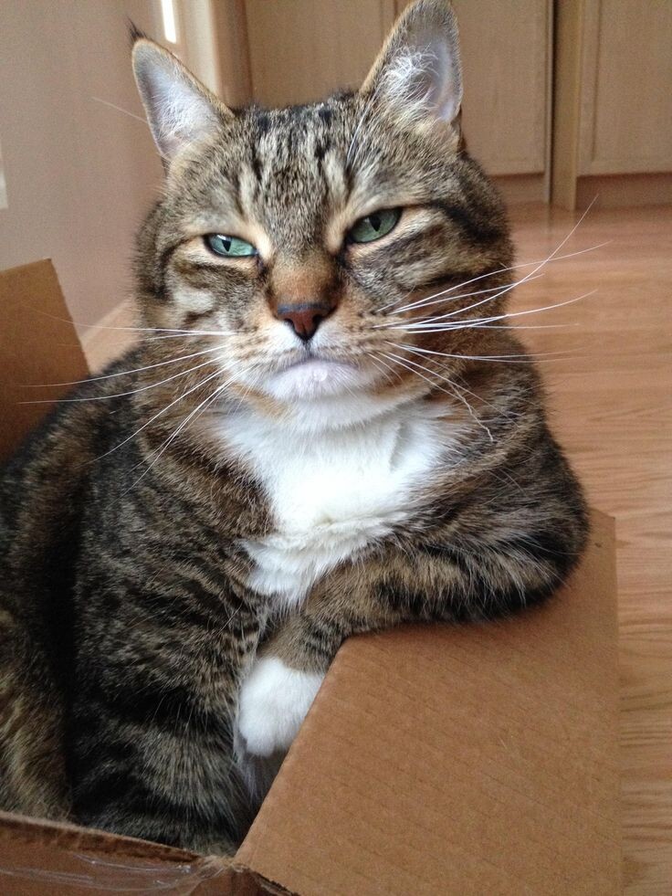 Яндекс картинки